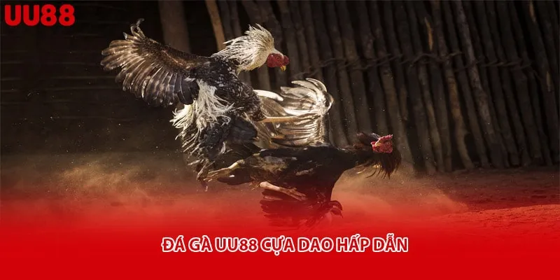 Đá gà uu88 cựa dao hấp dẫn